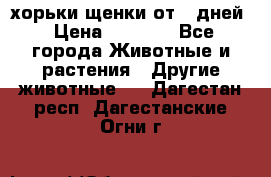 хорьки щенки от 35дней › Цена ­ 4 000 - Все города Животные и растения » Другие животные   . Дагестан респ.,Дагестанские Огни г.